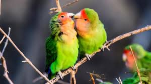 lovebirds as pets lovetoknow