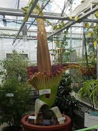 The corpse flower is the largest flower in the world, and one of the stinkiest. Morphy The Corpse Flower For State Plant New Hampshire Magazine