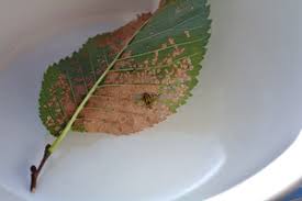 Elm Leaf Beetles Get The Tree Tment News Your Say Orange