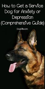 When it comes to training a psychiatric service dog, the best course of action is to partner with a professional dog trainer. How To Get A Service Dog For Anxiety Comprehensive Guide