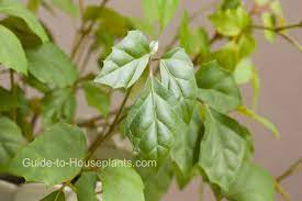 Grape Ivy Plant Care Types Of Cissus