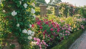English Roses Guide Hillier Garden