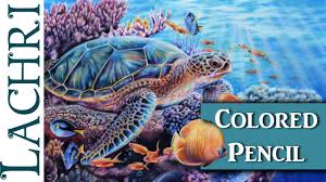 colored pencil sea turtle part 2