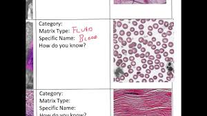 A1 Tissues Myers Anatomy