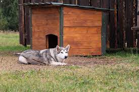 15 Types Of Dog Houses Their