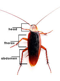 Cockroach Anatomy And Physiology Howstuffworks