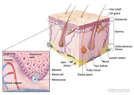 Oculocutaneous Albinism Genetics Home Reference Nih