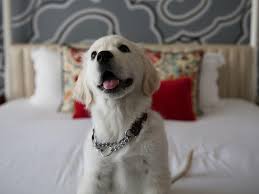 best pet friendly hotels galway 2023