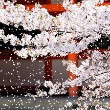 Bunganya berwarna putih dan pokoknya hanya mengeluarkan bunga sahaja tanpa daun. Video Sakura Bunga Sakura Di Jepun Best Of Japan