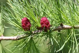 growing tamarack from seed nature with us