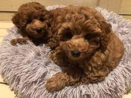 red toy poodle puppies boy and