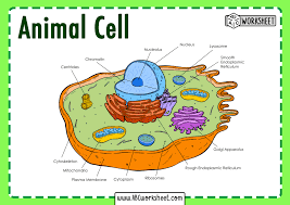 On chip microscopy of optically cleared tissue animal cell. Unlabeled Animal Cell Worksheet Printable Worksheets And Activities For Teachers Parents Tutors And Homeschool Families