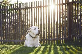 10 Best Fences For Dogs Big Easy Fences
