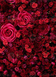 Red Roses Texture Background 11707249
