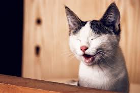 In some cases, cats also get a stuffy nose which can cause discomfort. Sniffly Sneezy Snuffler Cats Grand Avenue Veterinary Center