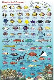 Maui Fish Maui Reef Creatures Guide Fish Card In 2019