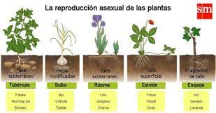 reproducciÓn de las plantas