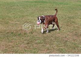 brindle boxer puppy is playing with his
