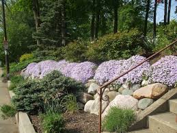 creeping phlox ground cover helps
