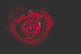 wet single red rose on black background