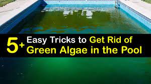 cleaning green pool algae fast ways