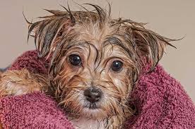 Image result for DIY Dog Flea Shampoo