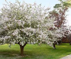In spring, with leaves description: Crabapple Trees Expert Growing And Care Tips Australian House And Garden