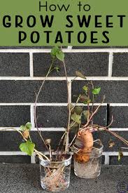 how to grow sweet potatoes simple