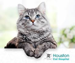 She is a graduate from the as the lead surgery technician at our houston heights clinic, roxanne works alongside the surgeons she has two amazing rescued furbabies: Houston Cat Hospital Feline Veterinarians In Houston
