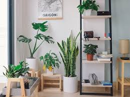 Which Of These Common Houseplants Are