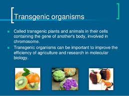 The transgenic organism is an organism that has altered genes either by the insertion of one or several foreign genes originating from the same species or the genus or by the deletion or inactivation of the selected genes (knockout organisms). Transgenic And Chimeric Organisms Gmo
