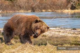 Female Brown bear or Ursus arctos resting and sleeping on a driftwood log at the Alaska Wildlife Conservation Center with a pond in the background, South-central Alaska, Portage, United States of America —