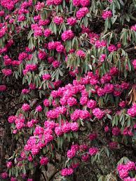 沙羅双樹の花の色は？ 野生のサラノキが咲くネパール・ヒマラヤで満開のシャクナゲと共に楽しむ - 山と溪谷オンライン