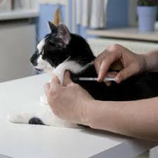 Feline Diabetes Diet Insulin And Confidence Veterinary