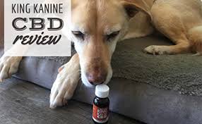 King Kanine Review The Best Cbd Oil Treats For Pets