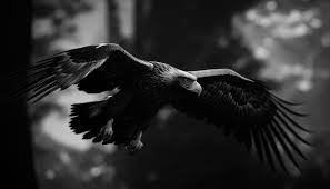 95 000 black eagles wallpaper pictures