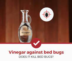 does vinegar kill bed bugs a quick