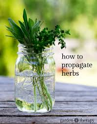 How To Propagate Herbs