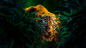 tiger face among the forest picture and