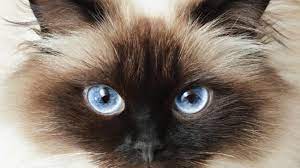 dark spots on the eye in cats petmd