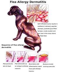 cine for flea allergy in dogs