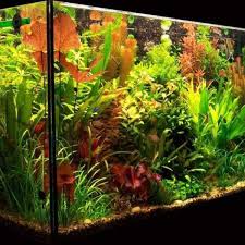 lighting for a planted aquarium