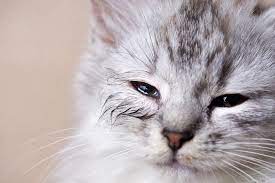 kedilerin gözleri neden çapaklanır?