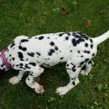 Find dalmatian studs close to you or advertise here. Dottie Dalmatian Puppy 610158 Puppyspot