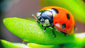 beneficial insects for your garden and