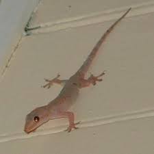 the asian house gecko can be white to
