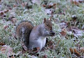 why squirrels are digging up your lawn