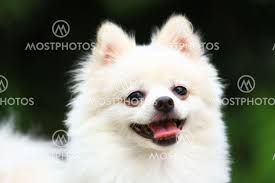 white pomeranian dog by leungchopan