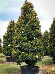 Magnolia is the common name and genus name for a large group of deciduous or evergreen trees and shrubs in the flowering plant family magnoliaceae, characterized by aromatic twigs and often large and showy flowers. Southern Magnolia Tree For Sale Lowest Prices Guaranteed