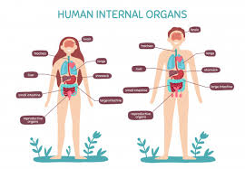 Cartoon Human Body Anatomy Male And Female Internal Organs